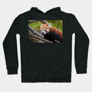 Red Panda Hoodie